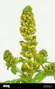 Attēlu rezultāti vaicājumam “Ambrosia artemisiifolia bud”