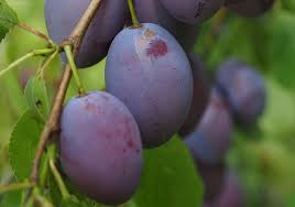 Attēlu rezultāti vaicājumam “Prunus (plum-tree) fruit”