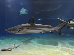 Image result for Carcharhinus brachyurus