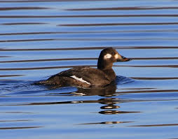 Attēlu rezultāti vaicājumam “Melanitta fusca”