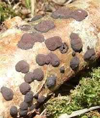 Attēlu rezultāti vaicājumam “Hypoxylon fuscum”