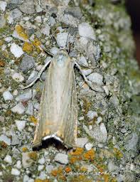 Attēlu rezultāti vaicājumam “Chrysoteuchia culmella”