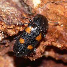 Attēlu rezultāti vaicājumam “Glischrochilus quadripunctatus imago”