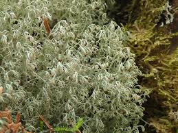 Attēlu rezultāti vaicājumam “Cladonia ciliata”