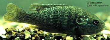 Image result for Lepomis cyanellus