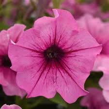 Image result for Petunia