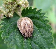 Attēlu rezultāti vaicājumam “Eurygaster testudinaria nymph”