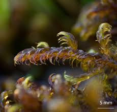 Attēlu rezultāti vaicājumam “Warnstorfia exannulata”