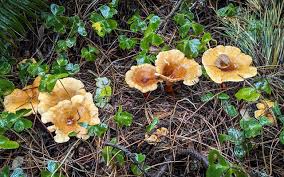 Attēlu rezultāti vaicājumam “Hygrophoropsis aurantiaca”