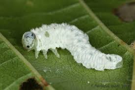 Attēlu rezultāti vaicājumam “Eriocampa ovata larva”