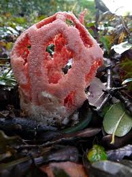 Attēlu rezultāti vaicājumam “Clathrus ruber”