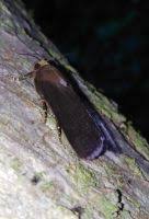 Attēlu rezultāti vaicājumam “Amphipyra livida”