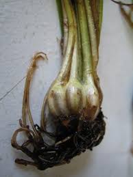 Attēlu rezultāti vaicājumam “Isoetes lacustris leaf”