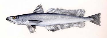 Image result for Merluccius merluccius