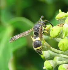 Attēlu rezultāti vaicājumam “Ancistrocerus sp. male”