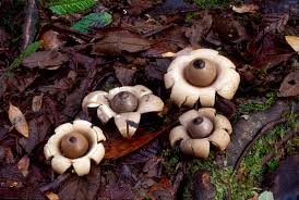 Attēlu rezultāti vaicājumam “Geastrum”