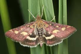 Attēlu rezultāti vaicājumam “Pyrausta purpuralis”