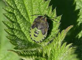 Attēlu rezultāti vaicājumam “Palomena prasina nymph”