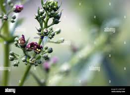 Attēlu rezultāti vaicājumam “Scrophularia umbrosa flower”