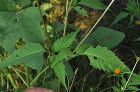 Attēlu rezultāti vaicājumam “Bidens frondosa”