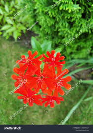 Attēlu rezultāti vaicājumam “Silene chalcedonica”