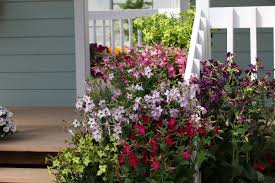 Image result for Nicotiana x sanderae `Perfume`F1