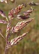 Attēlu rezultāti vaicājumam “Holcus lanatus  fruit”