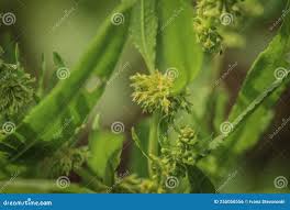 Attēlu rezultāti vaicājumam “Rumex maritimus leaf”