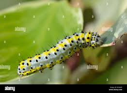 Attēlu rezultāti vaicājumam “Diloba caeruleocephala”