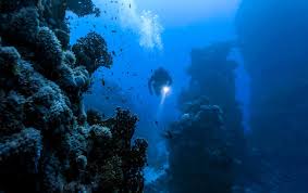 Image result for Deep and Wide Diving