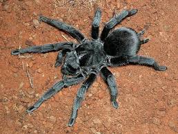 Znalezione obrazy dla zapytania Grammostola grossa