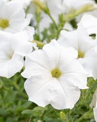 Image result for Petunia