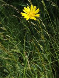 Attēlu rezultāti vaicājumam “Tragopogon heterospermus”