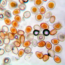 Attēlu rezultāti vaicājumam “Scapania apiculata”