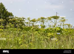 Attēlu rezultāti vaicājumam “Heracleum sosnowskyi fruit”