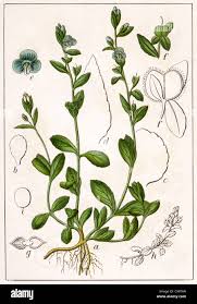 Attēlu rezultāti vaicājumam “Veronica serpyllifolia”