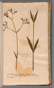 Attēlu rezultāti vaicājumam “Lychnis flos-cuculi fruit”