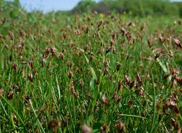 Attēlu rezultāti vaicājumam “Eleocharis quinqueflora”