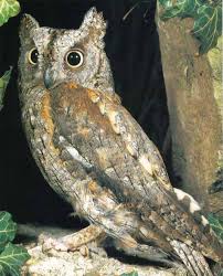Image result for Otus scops