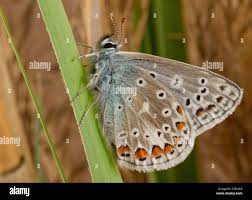 Attēlu rezultāti vaicājumam “Polyommatus icarus”