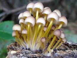 Attēlu rezultāti vaicājumam “Mycena renati”