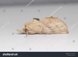 Attēlu rezultāti vaicājumam “Pterostoma palpina”