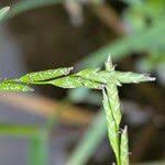 Attēlu rezultāti vaicājumam “Glyceria fluitans fruit”