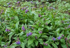 Attēlu rezultāti vaicājumam “Pulmonaria angustifolia leaf”