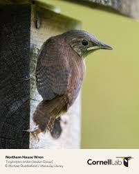 Attēlu rezultāti vaicājumam “Troglodytes troglodytes nest”
