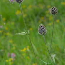 Attēlu rezultāti vaicājumam “Centaurea scabiosa bud”