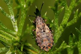 Attēlu rezultāti vaicājumam “Nithecus jacobaeae”