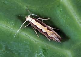 Attēlu rezultāti vaicājumam “Plutella xylostella”