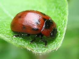 Attēlu rezultāti vaicājumam “Gonioctena viminalis”