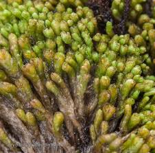 Attēlu rezultāti vaicājumam “Gymnostomum calcareum macro”